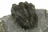 Coltraneia Trilobite Fossil - Huge Faceted Eyes #225338-4